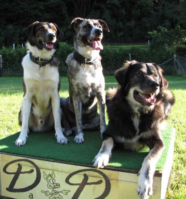 Hunde